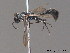  ( - BC ZSM HYM 09866)  @13 [ ] CreativeCommons - Attribution Non-Commercial Share-Alike (2010) Stefan Schmidt SNSB, Zoologische Staatssammlung Muenchen