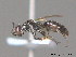  ( - BC ZSM HYM 09875)  @12 [ ] CreativeCommons - Attribution Non-Commercial Share-Alike (2010) Stefan Schmidt SNSB, Zoologische Staatssammlung Muenchen