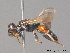  ( - BC ZSM HYM 09879)  @13 [ ] CreativeCommons - Attribution Non-Commercial Share-Alike (2010) Stefan Schmidt SNSB, Zoologische Staatssammlung Muenchen