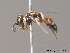  ( - BC ZSM HYM 09880)  @13 [ ] CreativeCommons - Attribution Non-Commercial Share-Alike (2010) Stefan Schmidt SNSB, Zoologische Staatssammlung Muenchen