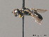 ( - BC ZSM HYM 10172)  @13 [ ] CreativeCommons - Attribution Non-Commercial Share-Alike (2010) Stefan Schmidt SNSB, Zoologische Staatssammlung Muenchen