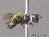  ( - BC ZSM HYM 10175)  @13 [ ] CreativeCommons - Attribution Non-Commercial Share-Alike (2010) Stefan Schmidt SNSB, Zoologische Staatssammlung Muenchen