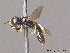  ( - BC ZSM HYM 10177)  @13 [ ] CreativeCommons - Attribution Non-Commercial Share-Alike (2010) Stefan Schmidt SNSB, Zoologische Staatssammlung Muenchen