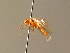  ( - BC ZSM HYM 06382)  @12 [ ] CreativeCommons - Attribution Non-Commercial Share-Alike (2010) Stefan Schmidt SNSB, Zoologische Staatssammlung Muenchen