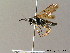  ( - BC ZSM HYM 06521)  @11 [ ] CreativeCommons - Attribution Non-Commercial Share-Alike (2010) Stefan Schmidt SNSB, Zoologische Staatssammlung Muenchen