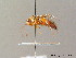  ( - BC ZSM HYM 06549)  @11 [ ] CreativeCommons - Attribution Non-Commercial Share-Alike (2010) Stefan Schmidt SNSB, Zoologische Staatssammlung Muenchen