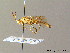  ( - BC ZSM HYM 06551)  @11 [ ] CreativeCommons - Attribution Non-Commercial Share-Alike (2010) Stefan Schmidt SNSB, Zoologische Staatssammlung Muenchen