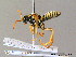  ( - BC ZSM HYM 06682)  @13 [ ] CreativeCommons - Attribution Non-Commercial Share-Alike (2010) Stefan Schmidt SNSB, Zoologische Staatssammlung Muenchen