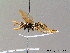  ( - BC ZSM HYM 06683)  @13 [ ] CreativeCommons - Attribution Non-Commercial Share-Alike (2010) Stefan Schmidt SNSB, Zoologische Staatssammlung Muenchen