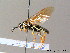  ( - BC ZSM HYM 06774)  @12 [ ] CreativeCommons - Attribution Non-Commercial Share-Alike (2010) Stefan Schmidt SNSB, Zoologische Staatssammlung Muenchen