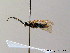  ( - BC ZSM HYM 06879)  @12 [ ] CreativeCommons - Attribution Non-Commercial Share-Alike (2010) Stefan Schmidt SNSB, Zoologische Staatssammlung Muenchen