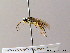  ( - BC ZSM HYM 06884)  @11 [ ] CreativeCommons - Attribution Non-Commercial Share-Alike (2010) Stefan Schmidt SNSB, Zoologische Staatssammlung Muenchen