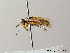  ( - BC ZSM HYM 06903)  @13 [ ] CreativeCommons - Attribution Non-Commercial Share-Alike (2010) Stefan Schmidt SNSB, Zoologische Staatssammlung Muenchen
