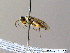  ( - BC ZSM HYM 06904)  @11 [ ] CreativeCommons - Attribution Non-Commercial Share-Alike (2010) Stefan Schmidt SNSB, Zoologische Staatssammlung Muenchen
