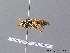  ( - BC ZSM HYM 07145)  @12 [ ] CreativeCommons - Attribution Non-Commercial Share-Alike (2010) Stefan Schmidt SNSB, Zoologische Staatssammlung Muenchen
