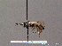  ( - BC ZSM HYM 08617)  @12 [ ] CreativeCommons - Attribution Non-Commercial Share-Alike (2010) Stefan Schmidt SNSB, Zoologische Staatssammlung Muenchen