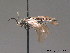  ( - BC ZSM HYM 09330)  @12 [ ] CreativeCommons - Attribution Non-Commercial Share-Alike (2015) Unspecified SNSB, Zoologische Staatssammlung Muenchen