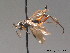  ( - BC ZSM HYM 09340)  @13 [ ] CreativeCommons - Attribution Non-Commercial Share-Alike (2015) Unspecified SNSB, Zoologische Staatssammlung Muenchen