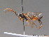  ( - BC ZSM HYM 09344)  @13 [ ] CreativeCommons - Attribution Non-Commercial Share-Alike (2015) Unspecified SNSB, Zoologische Staatssammlung Muenchen