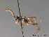  ( - BC ZSM HYM 09345)  @12 [ ] CreativeCommons - Attribution Non-Commercial Share-Alike (2015) Unspecified SNSB, Zoologische Staatssammlung Muenchen