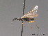  ( - BC ZSM HYM 09356)  @13 [ ] CreativeCommons - Attribution Non-Commercial Share-Alike (2012) Stefan Schmidt SNSB, Zoologische Staatssammlung Muenchen