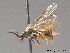  ( - BC ZSM HYM 09360)  @13 [ ] CreativeCommons - Attribution Non-Commercial Share-Alike (2012) Stefan Schmidt SNSB, Zoologische Staatssammlung Muenchen