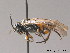  (Periclista pubescens - BC ZSM HYM 09383)  @14 [ ] CreativeCommons - Attribution Non-Commercial Share-Alike (2015) Unspecified SNSB, Zoologische Staatssammlung Muenchen