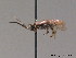  ( - BC ZSM HYM 09402)  @13 [ ] CreativeCommons - Attribution Non-Commercial Share-Alike (2015) Unspecified SNSB, Zoologische Staatssammlung Muenchen