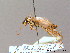  ( - BC ZSM HYM 09414)  @13 [ ] CreativeCommons - Attribution Non-Commercial Share-Alike (2010) Stefan Schmidt SNSB, Zoologische Staatssammlung Muenchen