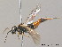  ( - BC ZSM HYM 09439)  @12 [ ] CreativeCommons - Attribution Non-Commercial Share-Alike (2010) Stefan Schmidt SNSB, Zoologische Staatssammlung Muenchen