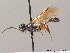  (Allantus melanarius - BC ZSM HYM 09447)  @14 [ ] CreativeCommons - Attribution Non-Commercial Share-Alike (2010) Stefan Schmidt SNSB, Zoologische Staatssammlung Muenchen