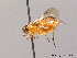  ( - BC ZSM HYM 09494)  @12 [ ] CreativeCommons - Attribution Non-Commercial Share-Alike (2010) Stefan Schmidt SNSB, Zoologische Staatssammlung Muenchen