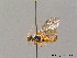  (Cephalcia arvensis - BC ZSM HYM 09611)  @14 [ ] CreativeCommons - Attribution Non-Commercial Share-Alike (2010) Stefan Schmidt SNSB, Zoologische Staatssammlung Muenchen