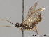  ( - BC ZSM HYM 09637)  @11 [ ] CreativeCommons - Attribution Non-Commercial Share-Alike (2010) Stefan Schmidt SNSB, Zoologische Staatssammlung Muenchen