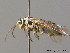  ( - BC ZSM HYM 10750)  @13 [ ] CreativeCommons - Attribution Non-Commercial Share-Alike (2011) Stefan Schmidt SNSB, Zoologische Staatssammlung Muenchen