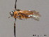  ( - BC ZSM HYM 10764)  @12 [ ] CreativeCommons - Attribution Non-Commercial Share-Alike (2011) Stefan Schmidt SNSB, Zoologische Staatssammlung Muenchen
