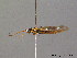  (Cephalcia lariciphila - BC ZSM HYM 10772)  @13 [ ] CreativeCommons - Attribution Non-Commercial Share-Alike (2011) Stefan Schmidt SNSB, Zoologische Staatssammlung Muenchen