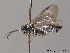  (Empria sp - BC ZSM HYM 10928)  @14 [ ] CreativeCommons - Attribution Non-Commercial Share-Alike (2010) Stefan Schmidt SNSB, Zoologische Staatssammlung Muenchen