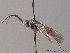  (Empria longicornis - BC ZSM HYM 10930)  @14 [ ] CreativeCommons - Attribution Non-Commercial Share-Alike (2010) Stefan Schmidt SNSB, Zoologische Staatssammlung Muenchen