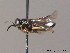  ( - BC ZSM HYM 10936)  @12 [ ] CreativeCommons - Attribution Non-Commercial Share-Alike (2010) Stefan Schmidt SNSB, Zoologische Staatssammlung Muenchen