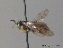  ( - BC ZSM HYM 10958)  @13 [ ] CreativeCommons - Attribution Non-Commercial Share-Alike (2010) Stefan Schmidt SNSB, Zoologische Staatssammlung Muenchen