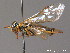  (Pamphilius pallipes - BC ZSM HYM 10991)  @15 [ ] CreativeCommons - Attribution Non-Commercial Share-Alike (2010) Stefan Schmidt SNSB, Zoologische Staatssammlung Muenchen