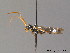  ( - BC ZSM HYM 10992)  @14 [ ] CreativeCommons - Attribution Non-Commercial Share-Alike (2010) Stefan Schmidt SNSB, Zoologische Staatssammlung Muenchen