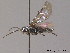  ( - BC ZSM HYM 10995)  @12 [ ] CreativeCommons - Attribution Non-Commercial Share-Alike (2010) Stefan Schmidt SNSB, Zoologische Staatssammlung Muenchen