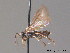 ( - BC ZSM HYM 11317)  @12 [ ] CreativeCommons - Attribution Non-Commercial Share-Alike (2010) Stefan Schmidt SNSB, Zoologische Staatssammlung Muenchen