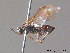  ( - BC ZSM HYM 11318)  @12 [ ] CreativeCommons - Attribution Non-Commercial Share-Alike (2010) Stefan Schmidt SNSB, Zoologische Staatssammlung Muenchen