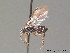  (Paracharactus hyalinus - BC ZSM HYM 11319)  @13 [ ] CreativeCommons - Attribution Non-Commercial Share-Alike (2010) Stefan Schmidt SNSB, Zoologische Staatssammlung Muenchen