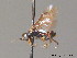  ( - BC ZSM HYM 11321)  @11 [ ] CreativeCommons - Attribution Non-Commercial Share-Alike (2010) Stefan Schmidt SNSB, Zoologische Staatssammlung Muenchen