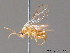  ( - BC ZSM HYM 11328)  @12 [ ] CreativeCommons - Attribution Non-Commercial Share-Alike (2010) Stefan Schmidt SNSB, Zoologische Staatssammlung Muenchen