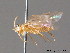  ( - BC ZSM HYM 11329)  @12 [ ] CreativeCommons - Attribution Non-Commercial Share-Alike (2010) Stefan Schmidt SNSB, Zoologische Staatssammlung Muenchen